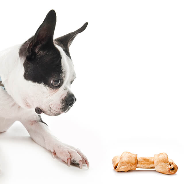 The nutritional needs of your puppy