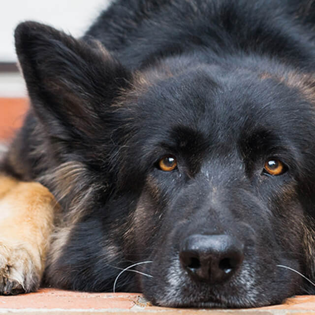 10 great reasons to adopt an older dog